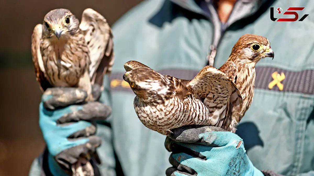 فیلم رهاسازی ۱۸ پرنده شکاری آسیب دیده در اصفهان