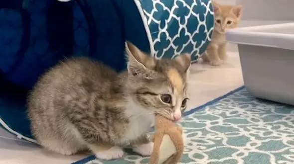 بازی گربه ها بر سر موش + فیلم