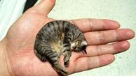 ثبت کوچکترین و خوش شانس ترین گربه دنیا در کتاب گینس+عکس