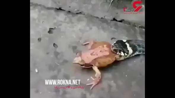 لحظه شکار قورباغه توسط مار گرسنه