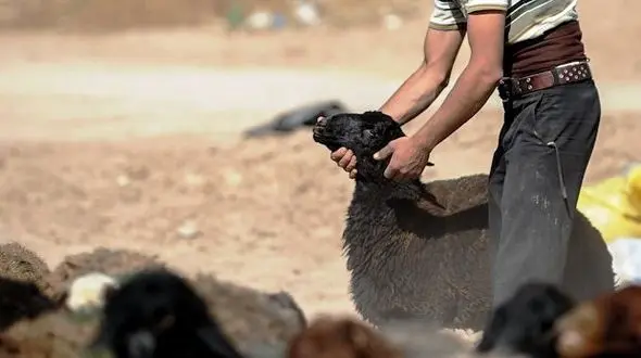 انهدام باند سارقان احشام در بروجرد