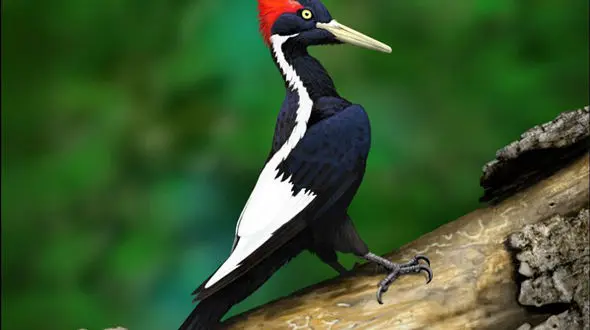 جانوران ارزشمند در حال انقراض+ تصاویر