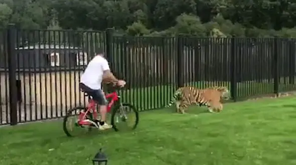 این ببر براحتی در خیابان ها قدم می زند!+ تصاویر