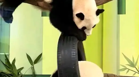 از بازی دیدنی پاندا ها بر روی تاب تا نگهداری شتر در خانه