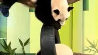 از بازی دیدنی پاندا ها بر روی تاب تا نگهداری شتر در خانه