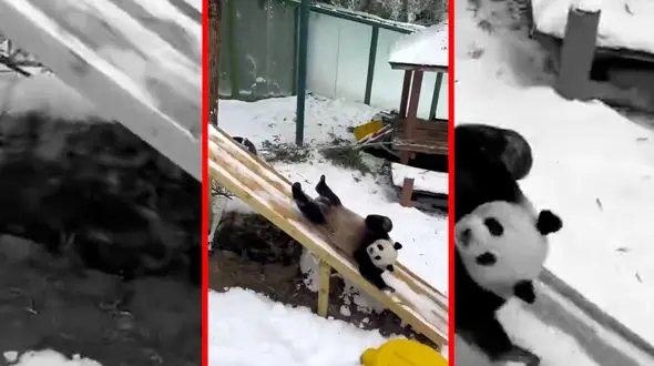 فیلم لحظات شاد پانداها روی سرسره