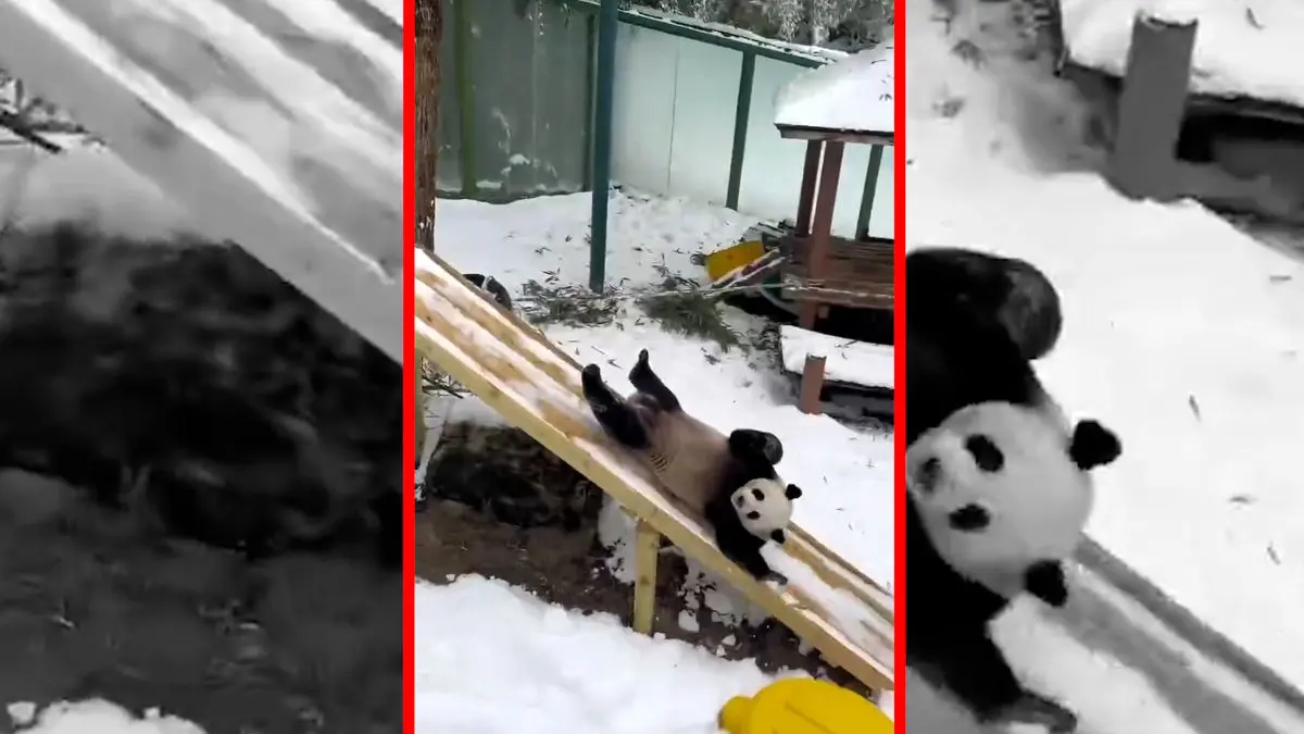 فیلم لحظات شاد پانداها روی سرسره