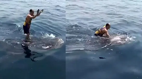 ارتباط یک ایرانی با کوسه در خلیج فارس + فیلم 