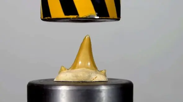 دندان انسان مقاوم تر است یا کوسه؟ + فیلم 