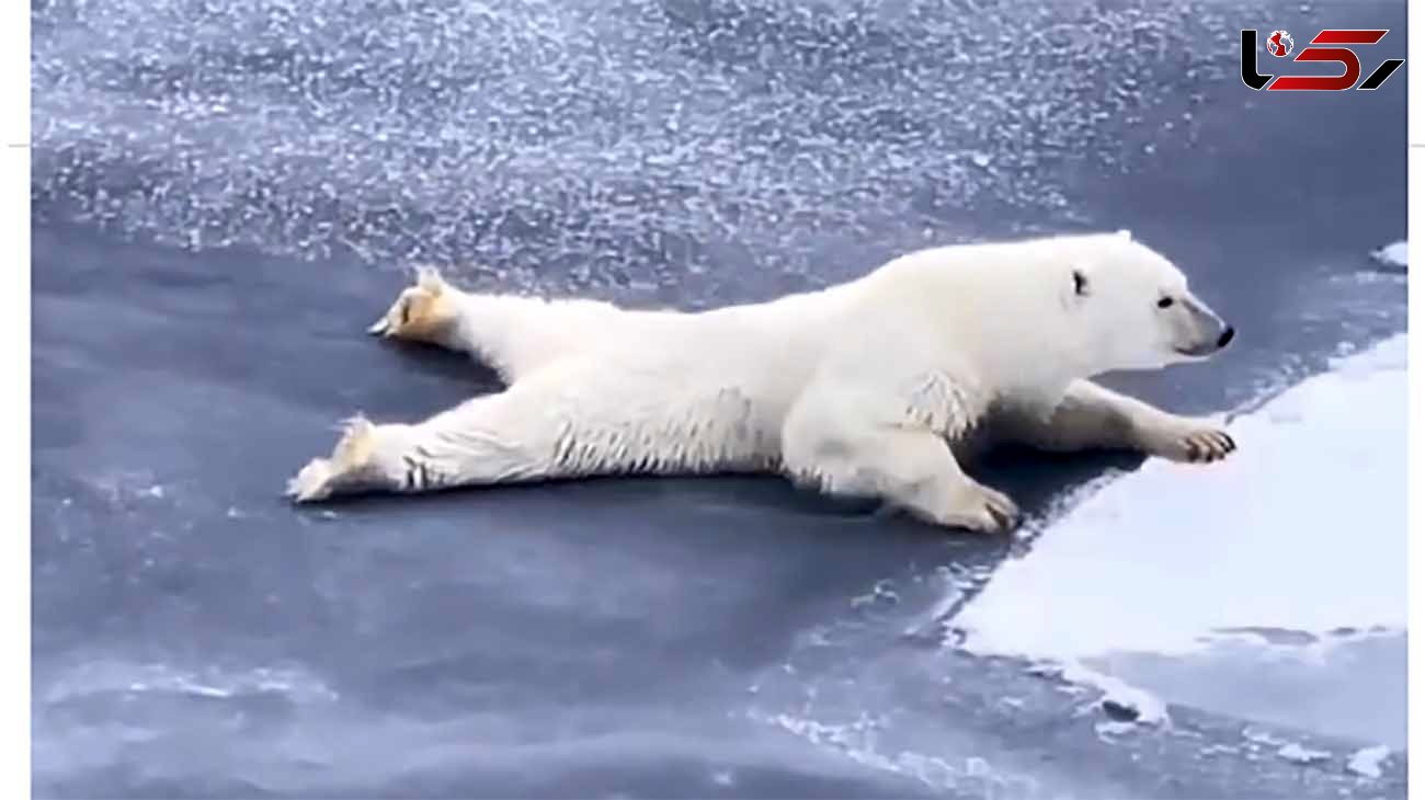 ببینید / حرکت جالب یک خرس قطبی برای جلوگیری از شکسته شدن یخ‌های قطب