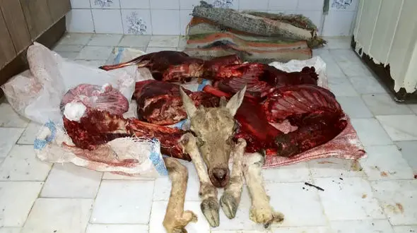 این عکس تلخ راز مردان خشن را فاش کرد / کشف گوشت سلاخی در یخچال