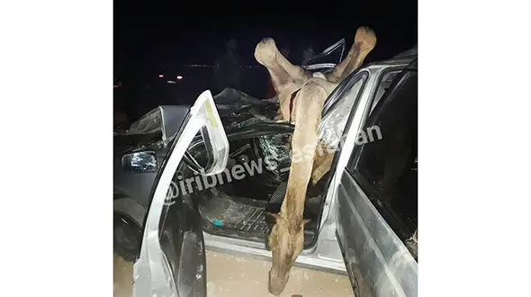 شتر در جعفرآباد خودروی پژو را له کرد
