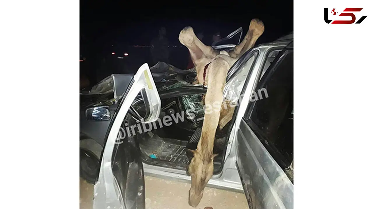 شتر در جعفرآباد خودروی پژو را له کرد
