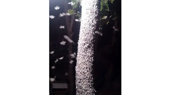 تصویر حمله مخوف پروانه های بلوط خوار به جنگل های زاگرس 