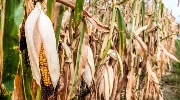 کاهش کیفیت ماکارونی، نان، پسته و زعفران با تغییرات اقلیمی / به خطر افتادن امنیت غذایی 