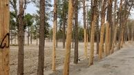 خشک شدن گسترده جنگل تخت جمشید/ مرگ درختان کشور سریالی و برنامه ریزی شده است؟/ کارشناس محیط زیست توضیح داد + عکس و فیلم