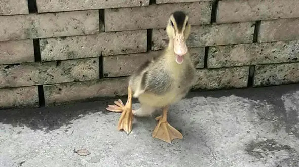 تولد عجیب ترین جوجه اردک در آمل +عکس