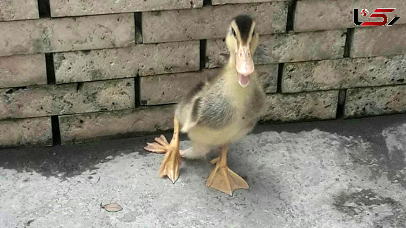 تولد عجیب ترین جوجه اردک در آمل +عکس