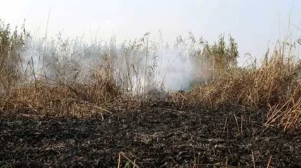 دستگیری 5 عامل اصلی آتش سوزی تالاب انزلی + فیلم