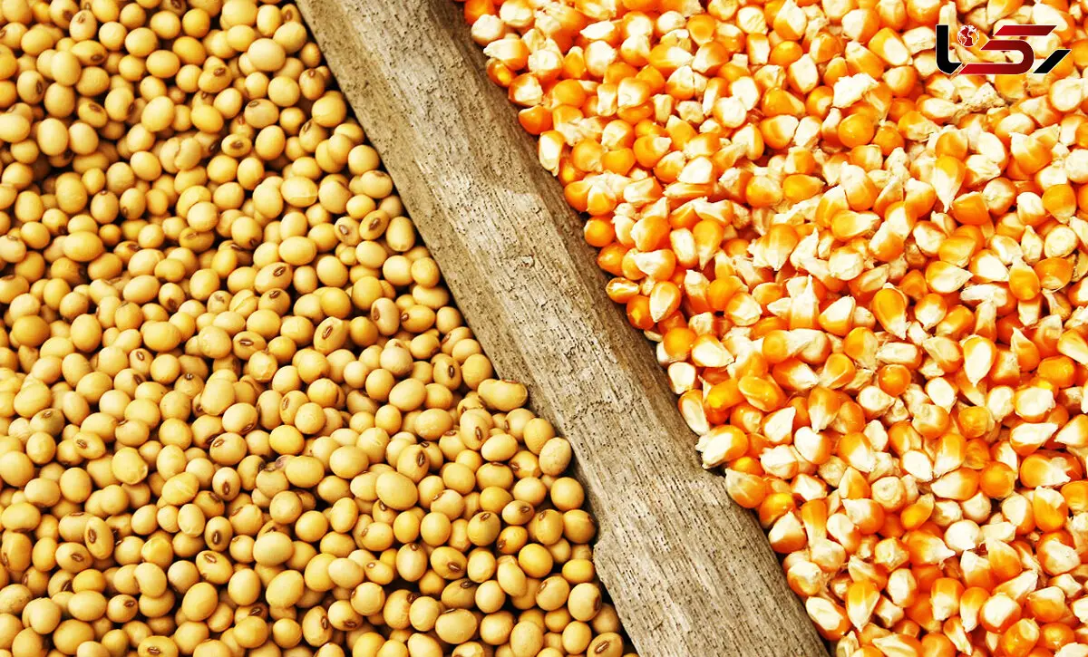 نهاده‌های دامی چیست ؟ / پیشنهاد حذف ارز 4200 تومانی از نهاده های دامی