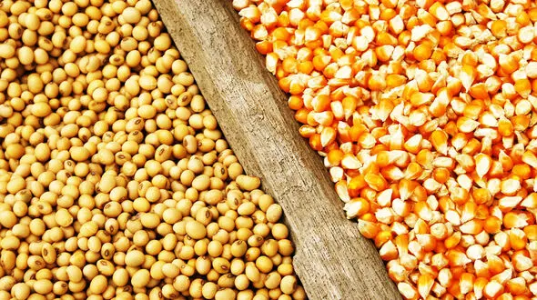قیمت مصوب جدید نهاده‌های دامی، روغن و شکر خام اعلام شد