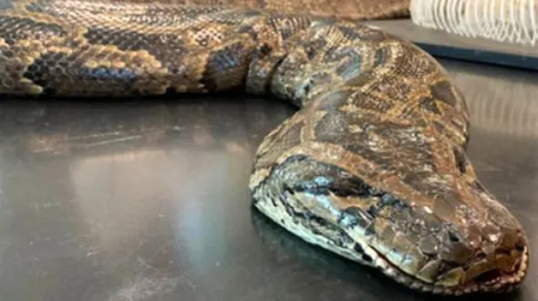 فیلم / اکبر  مردی که توسط یک پایتون بلعیده شد !