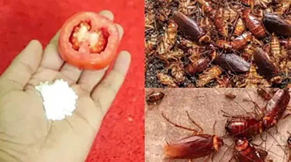 با ۱ گوجه فرنگی سوسک رو برای همیشه از خونتون ریشه کن کنید !