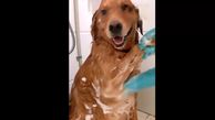 حمام کردن سگ + فیلم