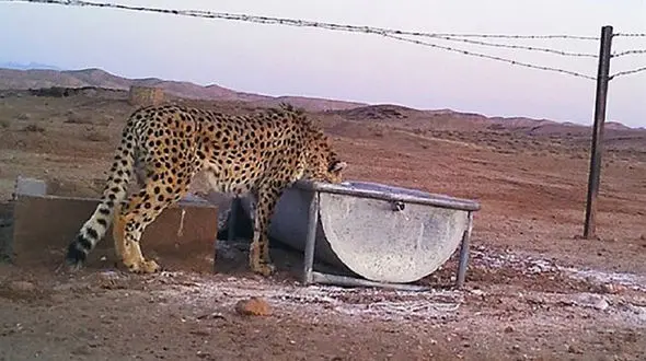 آبرسانی سیار به مناطق حفاظت شده برای حیوانات تشنه 