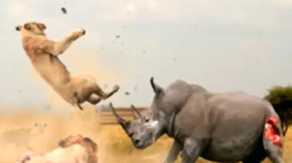 دوئل مرگبار حیوانات در حیات وحش + فیلم (18+) 