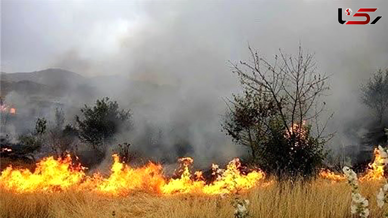 سوختن مزارع یک شرکت در آتش