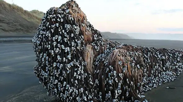 این شیء عجیب همه را متعجب کرد +تصاویر 