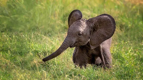 ببینید / فیلم دویدن با نمک بچه فیل