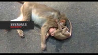 صحنه‌ای غم انگیز از یک بچه میمون در تصادف خودرو با مادرش + فیلم 