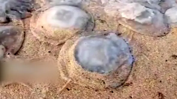 عروس دریایی در روسیه + فیلم 