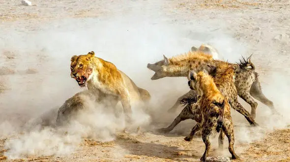 شیر وحشی خودش شکار طعمه هایش شد + فیلم عجیب و حیرت آور