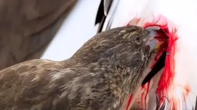 سهره قناری، پرنده‌ای کوچک اما خون‌خوار