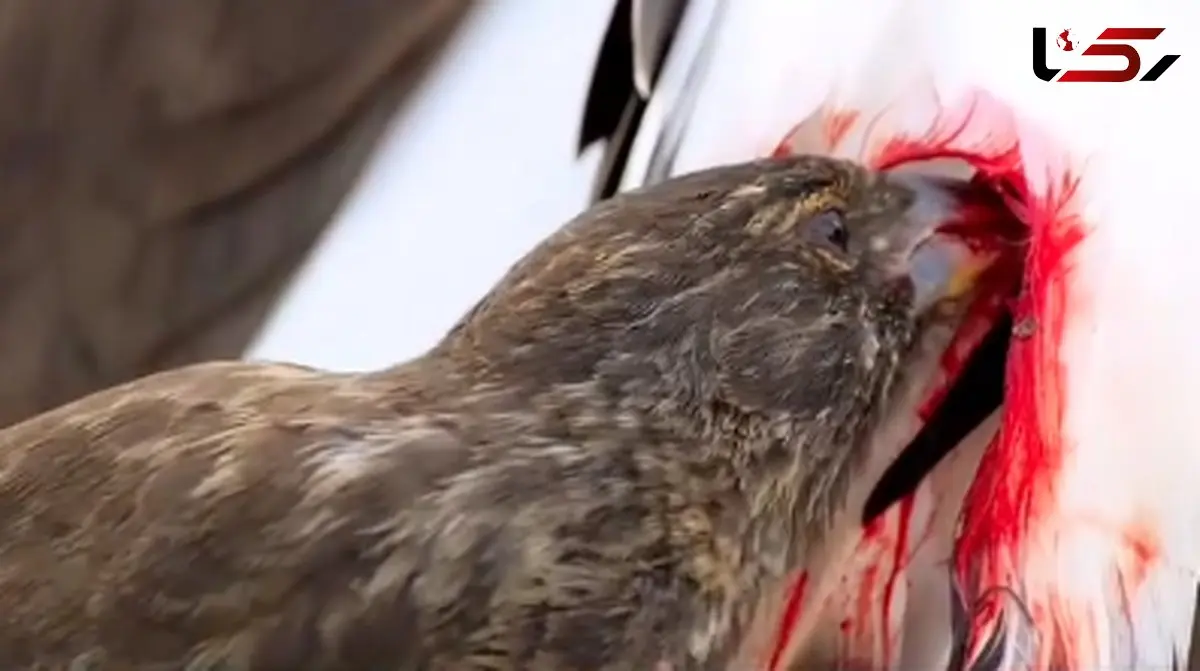 سهره قناری، پرنده‌ای کوچک اما خون‌خوار + فیلم