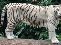 رازهای جالب و کمتر شنیده شده در مورد ببر سفید