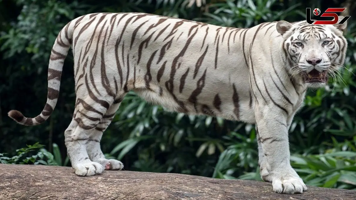 رازهای جالب و کمتر شنیده شده در مورد ببر سفید