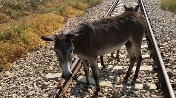 عکسی که ایران را تکان داد ! / در این وسط چه کسی الاغ است؟ + جزییات 