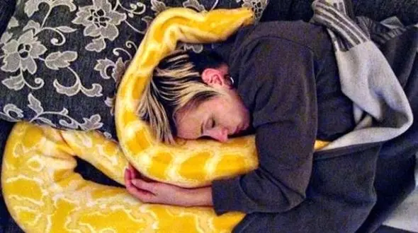 این زن جوان شب ها با غول پیکرترین مار دنیا دروی تخت می خوابد + تصاویر