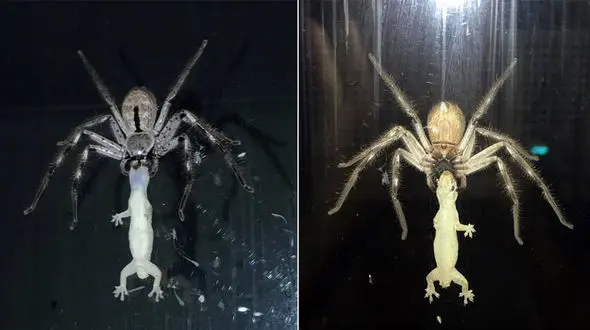 مارمولک مغلوب ناهار عنکبوت شد + تصاویر