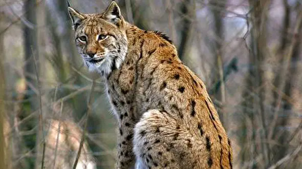 سرانجام وحشتناک بازی با جانور وحشی در سیرک+فیلم