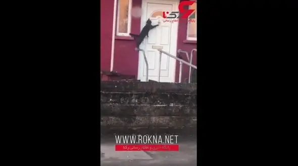 اقدام بامزه گربه با ادب برای ورود به داخل خانه صاحبش+فیلم