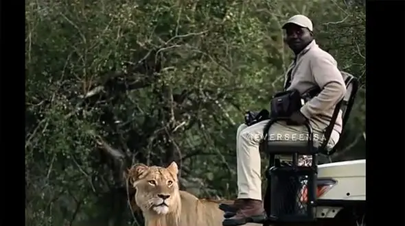 فیلم ترس وحشتناک فیلم بردار مستند از یک شیر / سلطان جنگل اصلا او را تحویل نگرفت!