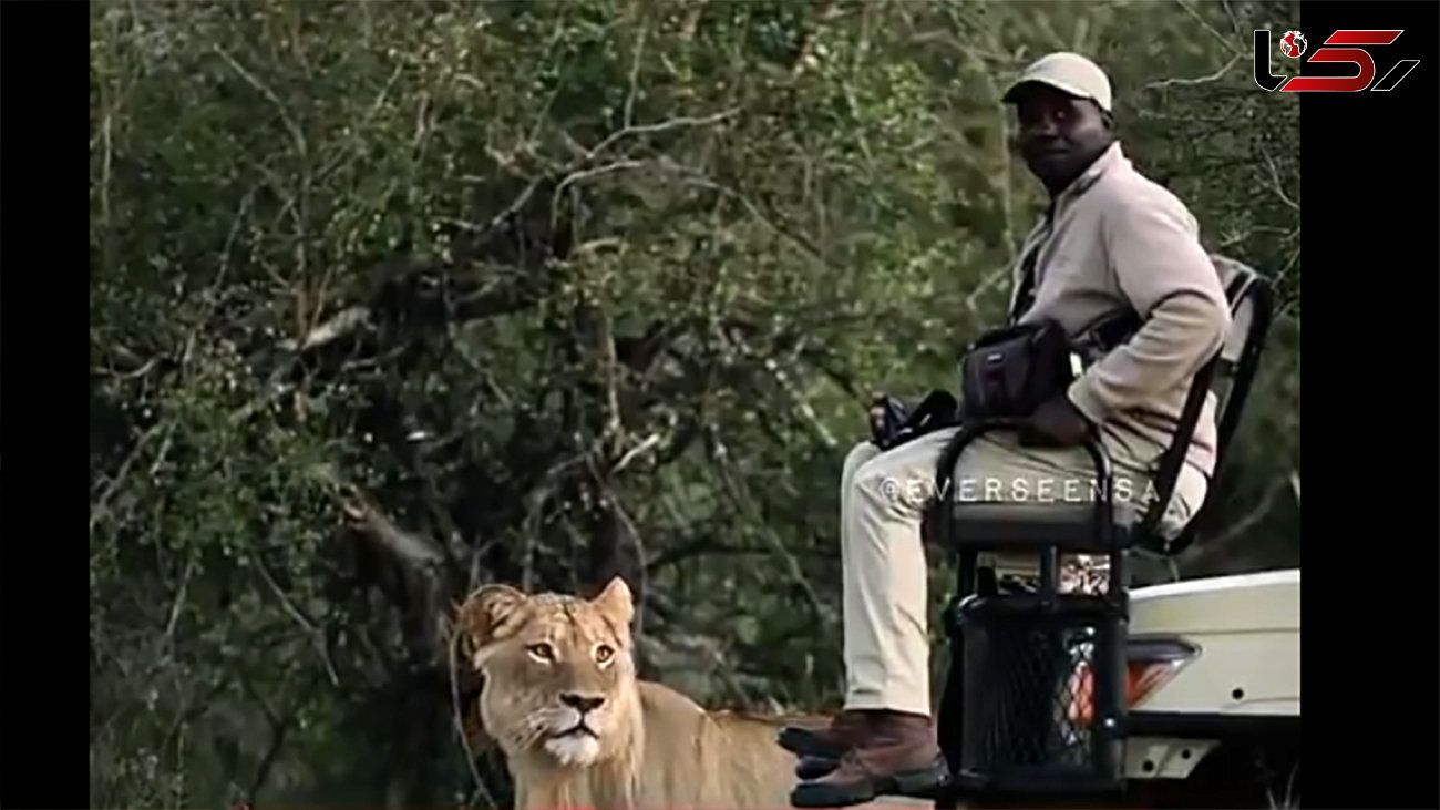 فیلم ترس وحشتناک فیلم بردار مستند از یک شیر / سلطان جنگل اصلا او را تحویل نگرفت!