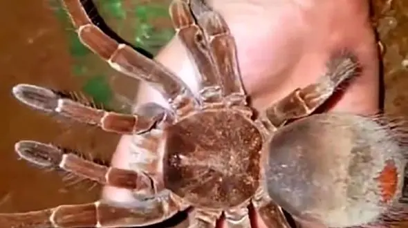 عنکبوت پرنده خار؛ غول بی‌ آزار جنگل‌ های بارانی / فیلم