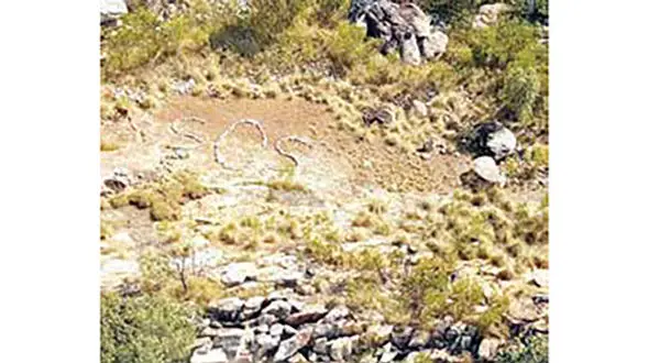  حل معمای عجیب حمله تمساح به یک زن و شوهر