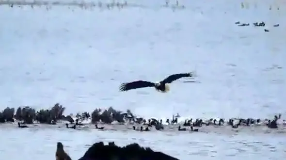 فیلم تاکتیک های شکار عقاب و فرار پرندگان